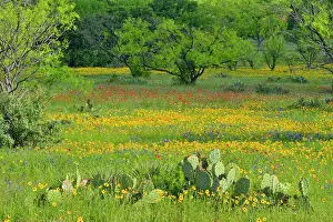 Pastures Prints: Roadside wildflowers along ranch road 152 featuring greenthread and cactus