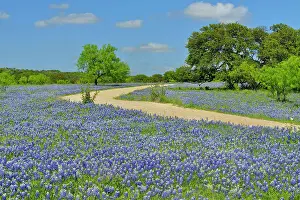 Country Prints: Roadside wildflowers along Threadgill Creek Road featuring Texas bluebonnets