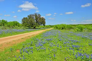 Pastures Prints: Roadside wildflowers along Threadgill Creek Road featuring Texas bluebonnets