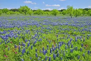 Bluebonnets Prints: Roadside wildflowers along Threadgill Creek Road featuring Texas bluebonnets and winecup