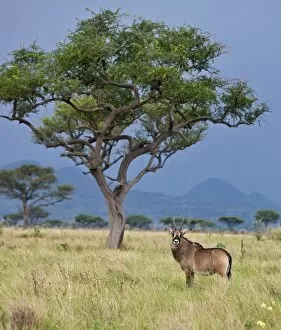 Wild Animal Gallery: A Roan antelope in the Lambwe Valley of Ruma National Park, the only place in Kenya where these