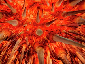 Invertebrate Prints: Rock-Boring Urchin (Echinometra lucunter)