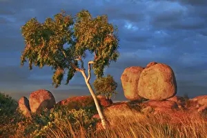Northern Territory Prints: Rock formation at Devils Marbles with eucalyptus - Australia, Northern Territory
