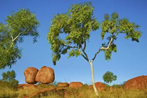 Northern Territory Gallery: Rock formation at Devils Marbles with eucalyptus tree - Australia, Northern Territory