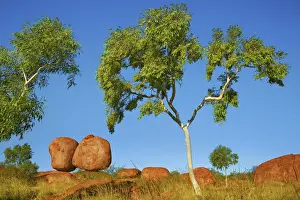 Outback Prints: Rock formation at Devils Marbles with eucalyptus tree - Australia, Northern Territory