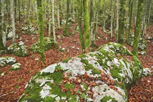 Rock formation mosscovered in deciduous forest - Slovenia, Gorenjska, Bohinjsko Jezero