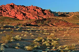 Shrubs Prints: Rock formations and Mojave desert scrub community, Valley of Fire State Park, Nevada, USA