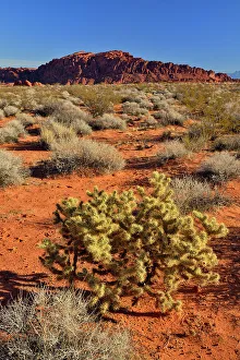 Shrubs Prints: Rock formations and Mojave desert scrub community, Valley of Fire State Park, Nevada, USA