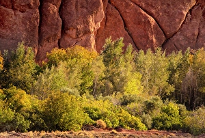 Dades Gorge Prints: Rock formations and trees, Dades Gorge (Dades Valley), Morocco