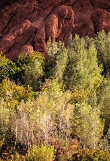 Dades Gorge Prints: Rock formations and trees, Dades Gorge (Dades Valley), Morocco