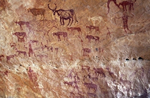Sahara Desert Gallery: Rock painting depicting domestic cattle in the Jebel