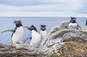 Rockhopper penguins (Eudyptes chrysocome chrysocome), East Falkland, Falkland Islands