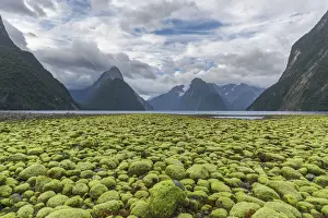 Fiord Prints: Rocks covered in green seaweed on the shore of Milford Sound with low tide. Fiordland NP