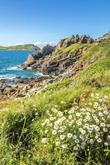 Rocky Coast Prints: Rocky coast with daisies at Pointe de Bihit