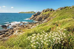 Rocky Coast Prints: Rocky coast with daisies at Pointe de Bihit