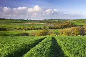 Rolling Countryside Prints: Rolling countryside near the village of Lapford, Devon, England. Spring (May) 2009