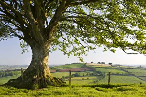 Rolling countryside and tree on Raddon Hill, Devon, England. Summer (June) 2009