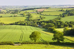 Rolling farmland near Stockleigh Pomeroy, Devon, England. Summer (June) 2009