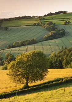 Rolling farmland in summertime, Devon, England. Summer