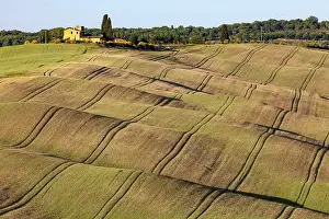 Asciano Prints: Rolling green fields with tractor lines, near Asciano, Tuscany, Italy