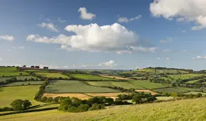 Rolling summer countryside near Stockleigh Pomeroy, Devon, England. Summer