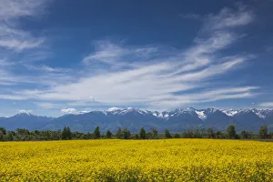 Rapeseed Prints: Romania, Transylvania, Fagaras, Fagaras Mountains and rapeseed field, spring