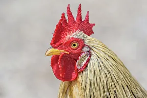 Rooster Prints: Rooster, Grand Cayman, British West Indies