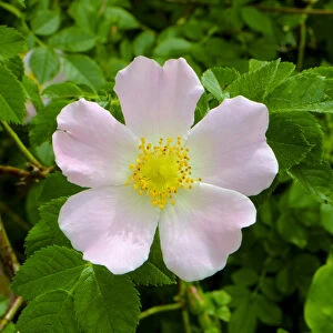 Images Dated 15th July 2016: Rosa Canina or Dog Rose - the true wild English Rose that inspired the expression