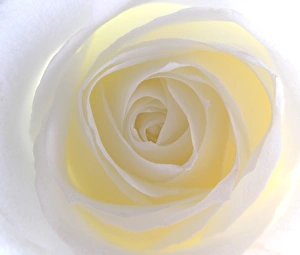 Rose Prints: Rose