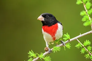 Perching Prints: Rose-breasted grosbeak (Pheucticus ludovicianus), Greater Sudbury, Ontario, Canada