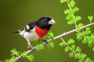 Perching Prints: Rose-breasted grosbeak (Pheucticus ludovicianus), Greater Sudbury, Ontario, Canada