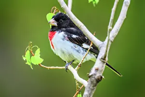 Males Prints: Rose-breasted grosbeak (Pheucticus ludovicianus), Greater Sudbury, Ontario, Canada