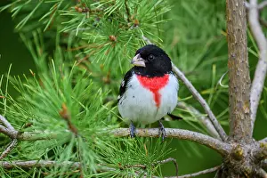 Males Prints: Rose-breasted grosbeak (Pheucticus ludovicianus), Greater Sudbury, Ontario, Canada
