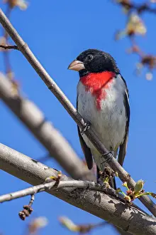 Feathers Prints: Rose-breasted grosbeak (Pheucticus ludovicianus) Male, Greater Sudbury, Ontario, Canada