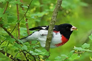 Rose Breasted Grosbeak Prints: Rose-breasted grosbeak (Pheucticus ludovicianus) Point Pelee National Park