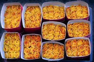 Ecuadorian Prints: Rose Farm, Bouquets of Yellow Roses Ready For Shipment To The United States, Eucador