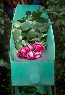 Images Dated 6th January 2014: Rose Farm, Picked Red Roses Are Stacked In A Green Box, Eucador is One of The Largest