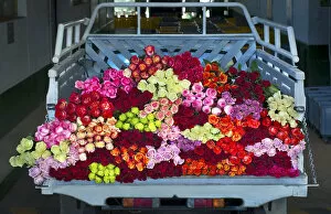 Images Dated 6th January 2014: Rose Farm, Truckload of Picked Mixed Roses Ready For Shipment To The United States