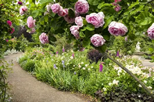 Rose Prints: The Rose Garden, Hyde Park, London, England
