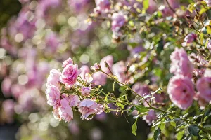 Rose Garden Prints: Rose garden in the Jardins de Pays d`Auge, Cambremer, Calvados, Normandy, France
