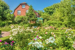 Rose Garden Prints: Rose garden of Spiekeroog, East Frisian Islands, East Frisia, Lower Saxony, Germany