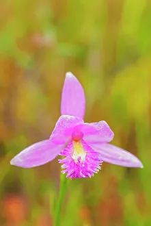 Fens Prints: Rose Pogonia (Pogonia ophioglossoides), Muskoka, Ontario, Canada