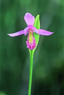 Manitoba Prints: Rose Pogonia (Pogonia ophioglossoides) orchid near Gull Lake, Manitoba, Canada