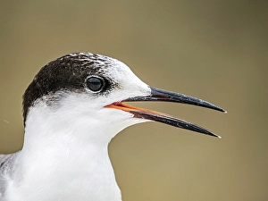 Seabird Prints: Roseate Tern (Sterna dougallii) in winter plumage