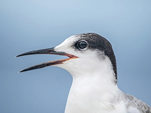 Seabird Prints: Roseate Tern (Sterna dougallii) in winter plumage