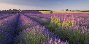 Rosebay Willowherb (Chamerion angustifolium) flowering in a field of lavender, Snowshill