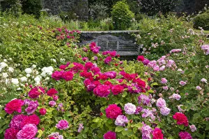 Images Dated 11th August 2021: Roses & Bench, Bodnant Gardens, near Tal-y-Cafn, Conwy, Wales
