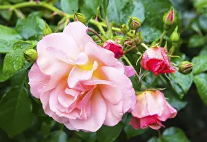 Petal Prints: Roses at the Borde Hill Garden, a Grade II listed garden in Sussex, England