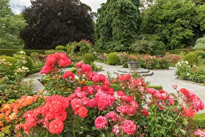 Botany Prints: Roses in Christchurch Botanical Gardens, Christchurch, South Island, New Zealand