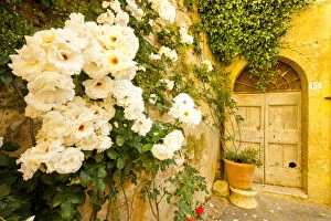 Courtyard Gallery: Roses & Courtyard Door, Lucignano d Asso, Tuscany, Italy